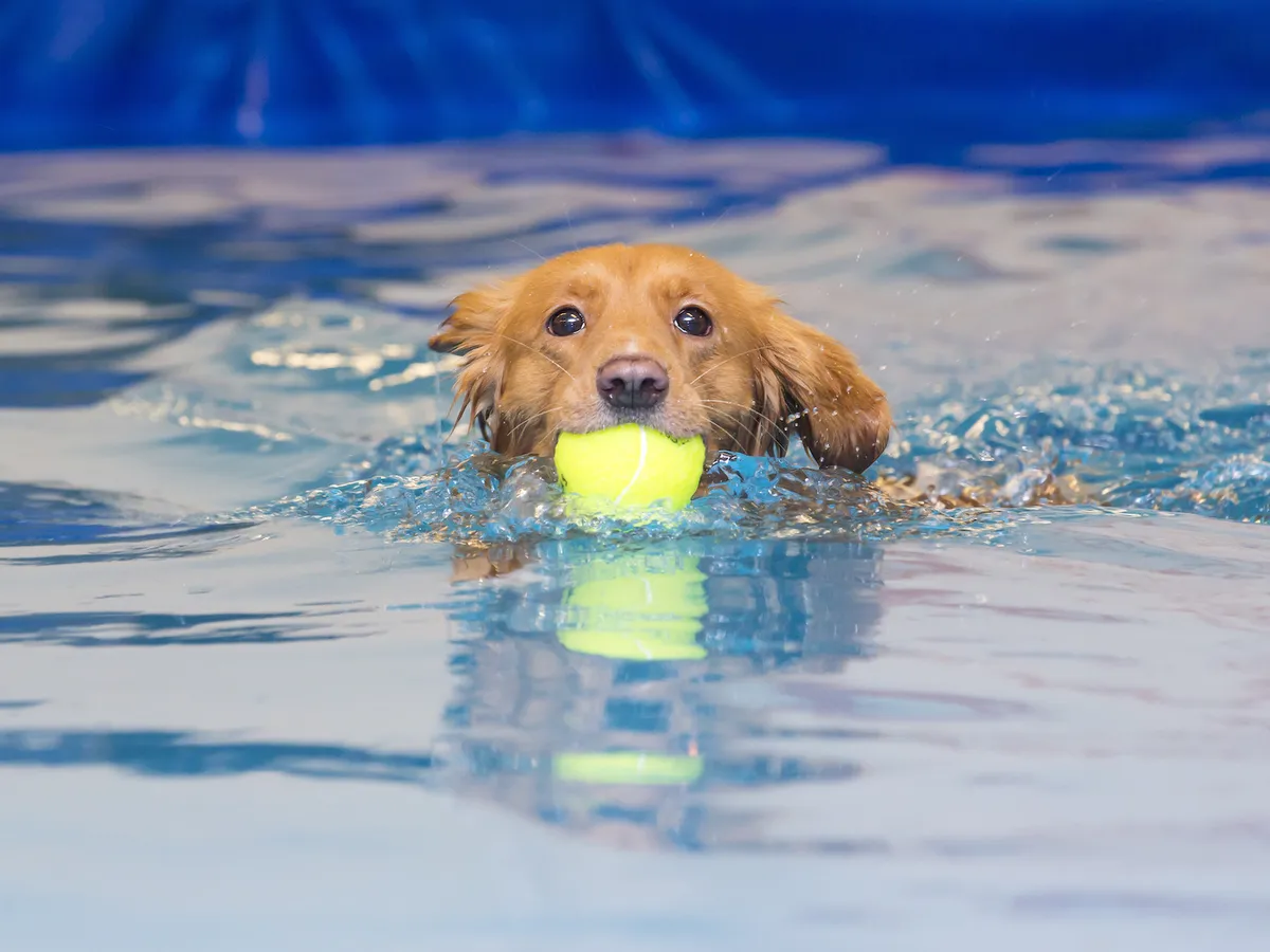 Three end-of-summer dog splash events for American Legend families