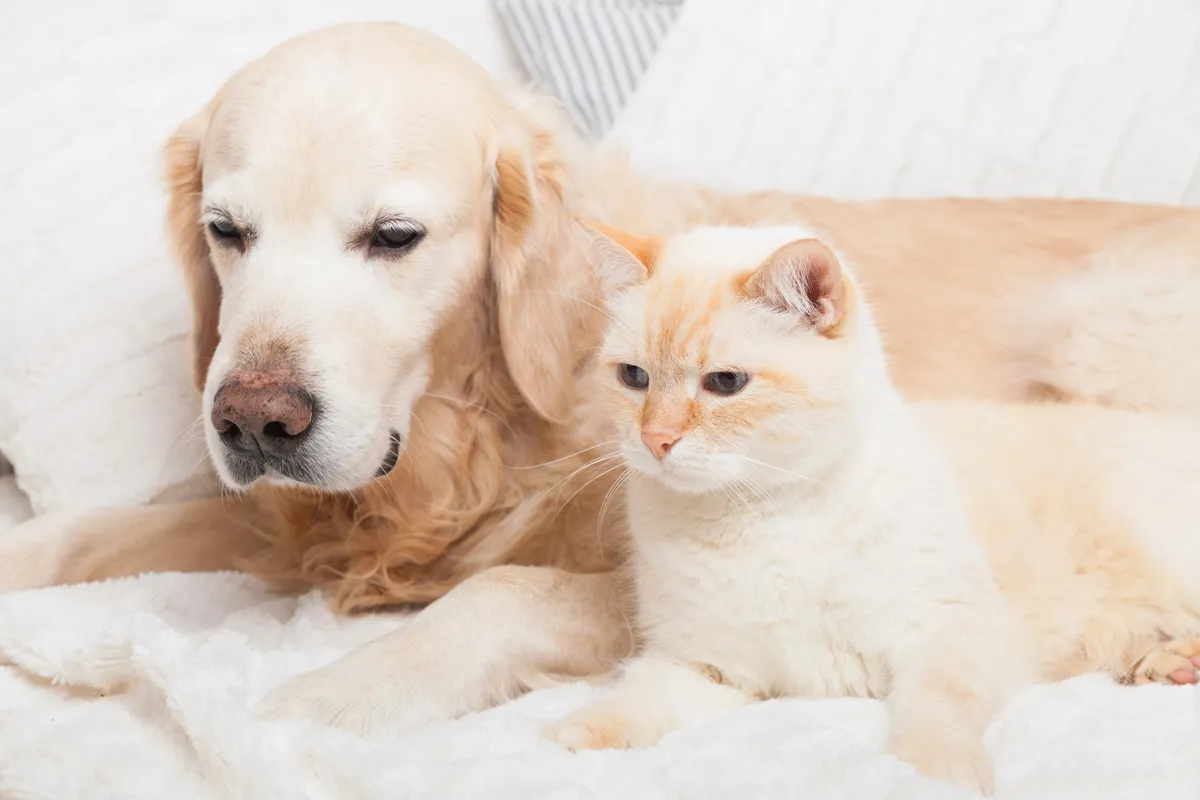 6 ways to love your pet with American Legend Homes