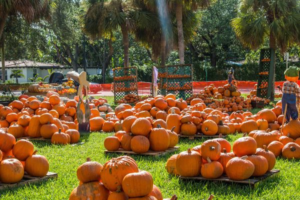 Belclaire Homes Top Picks for Pumpkin Patches