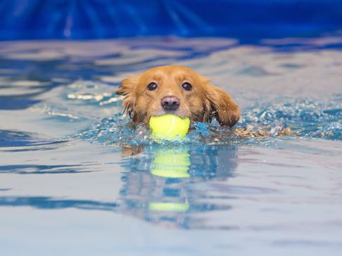 Three end-of-summer dog splash events for Belclaire families