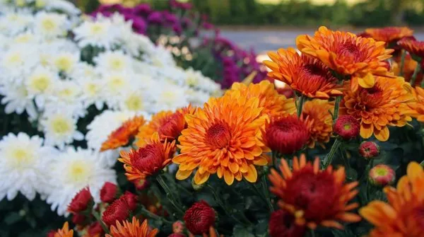 Best fall flowers for your Belclaire home