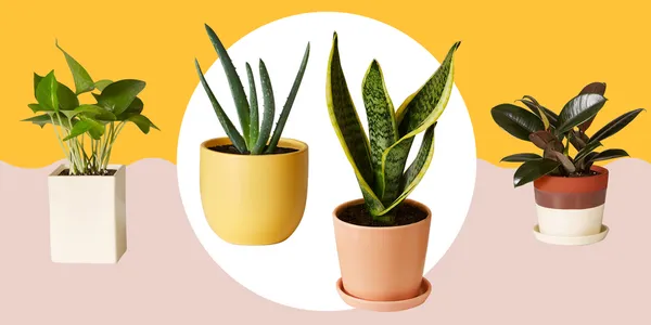 Top five indoor plants for your Belclaire home