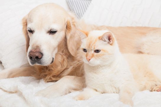 6 ways to love your pet with Belclaire Homes
