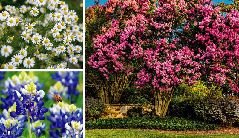 Native San Antonio Plants for your Home Garden