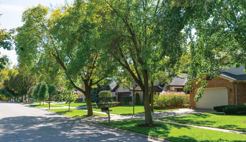 photo of green trees in front of homes