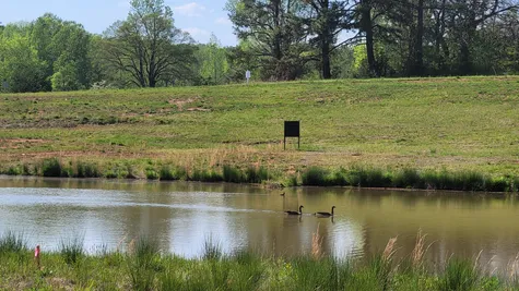 pond in the reed marsh community