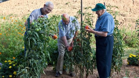 Three Amigos Picking Tomatoes at Great Rock Community