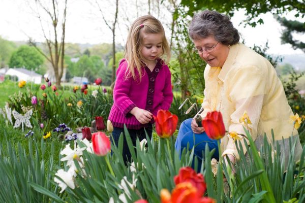 Grandma Picks Early Spring Tulips