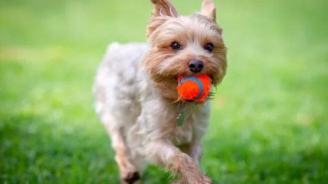 Dog Playing Ball