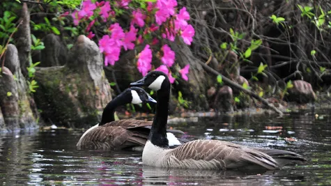 P_CAE_Sumter_Sumter Gardens2