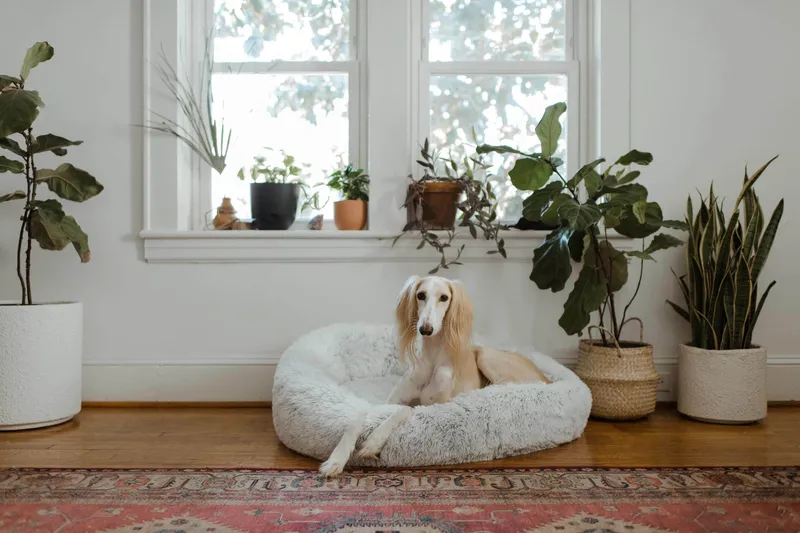 Dog sitting on dog bed surrounded by plants