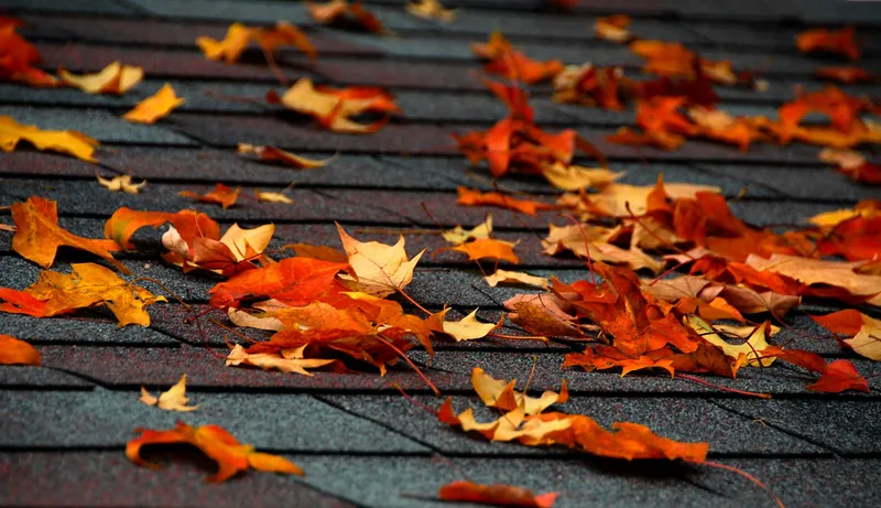 Fall Leafs on a Rooftop