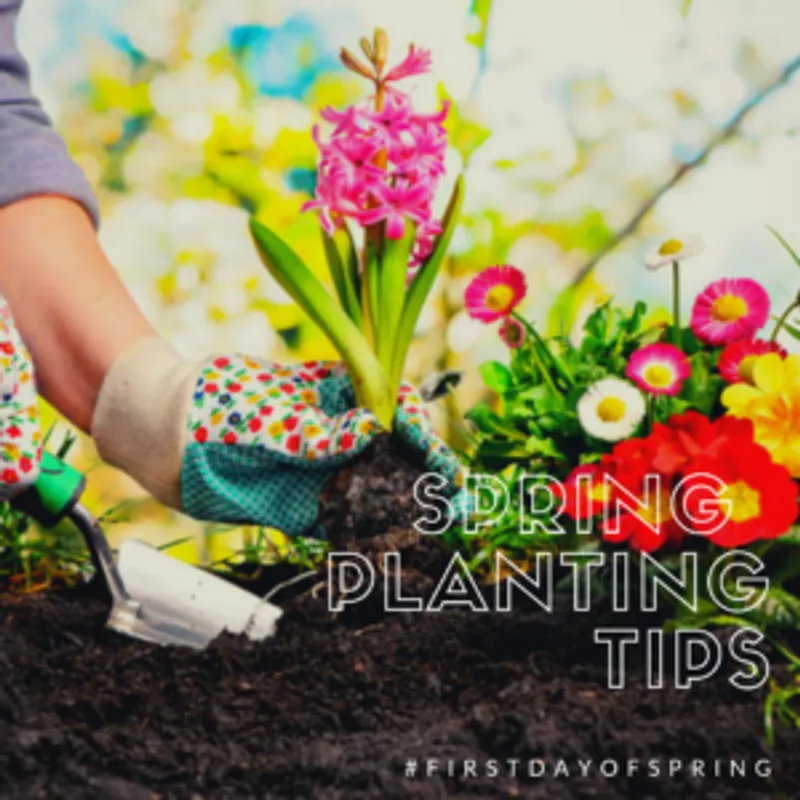 Spring Planting Tips for Your New Home in Birmingham or Auburn