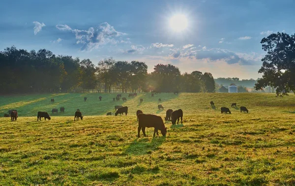 Cattle Grazing in Pasture