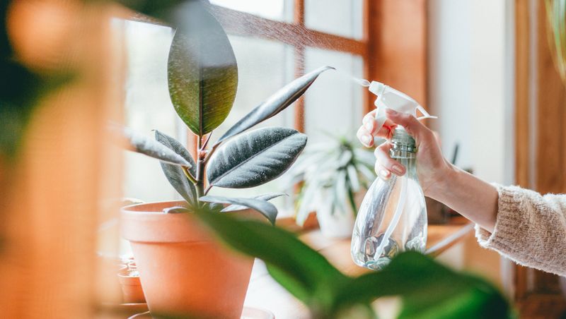 Liven Up Your Space With Houseplants