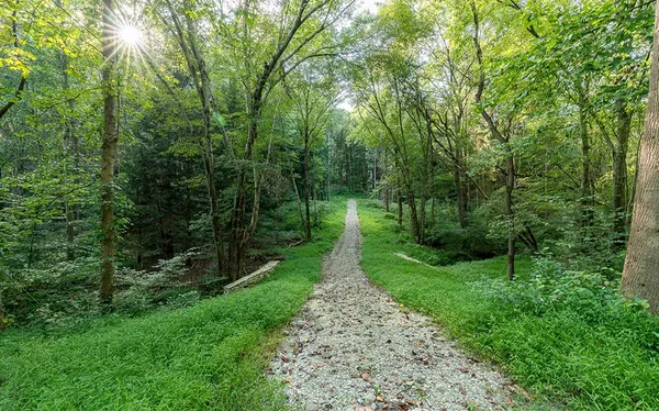 Photo of trees with green foliage, and a path cutting through the trees