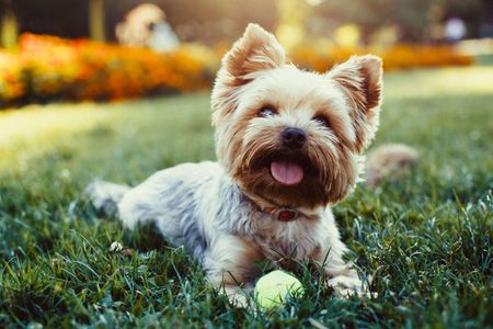 Candid photo of a Yorkie playing ball in the grass