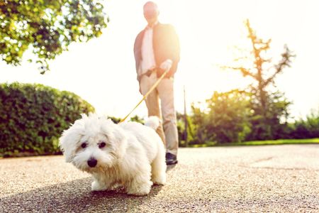 Retired man happily walking his white dog