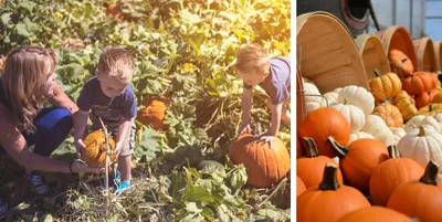 Kids at a pumpkin patch in Delaware.