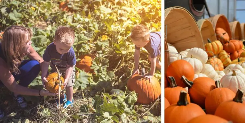Kids at a pumpkin patch in Delaware.